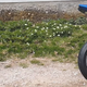 Illustration for article titled Excellent News, Your Motorcycle Can Double As A Popcorn Popper